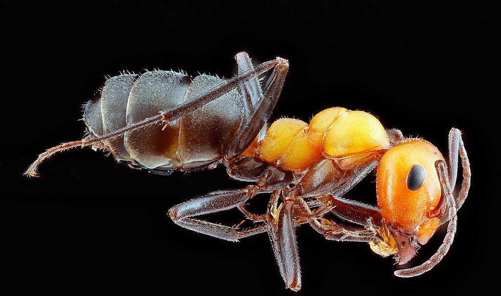 Ant Control service in Cranston, RI