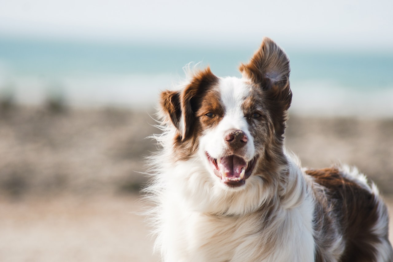 Flea & Tick Control service in Cranston, RI