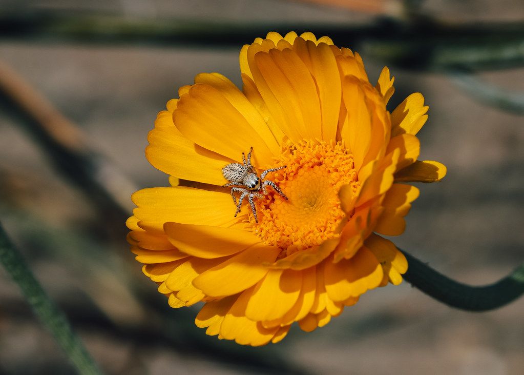 Spider Control service in Cranston, RI